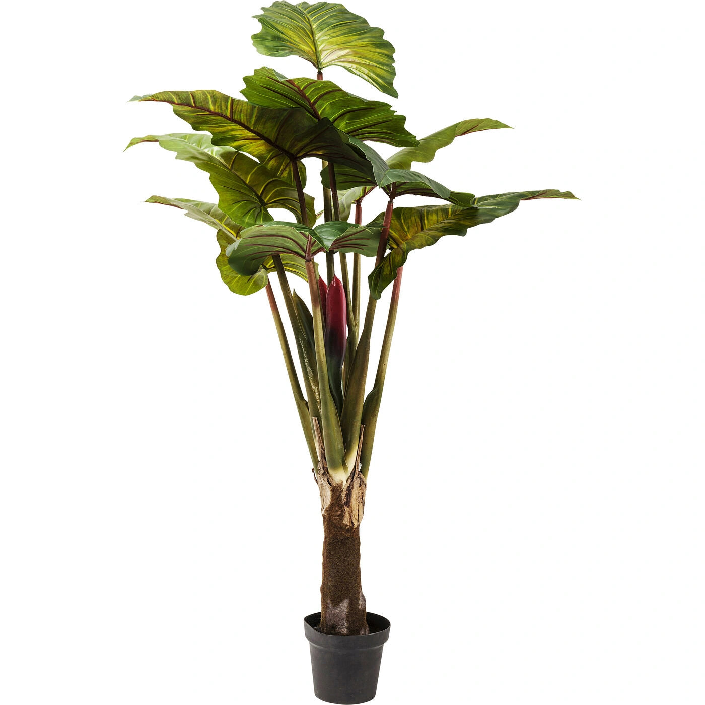 Potted plant with large green leaves on a white background