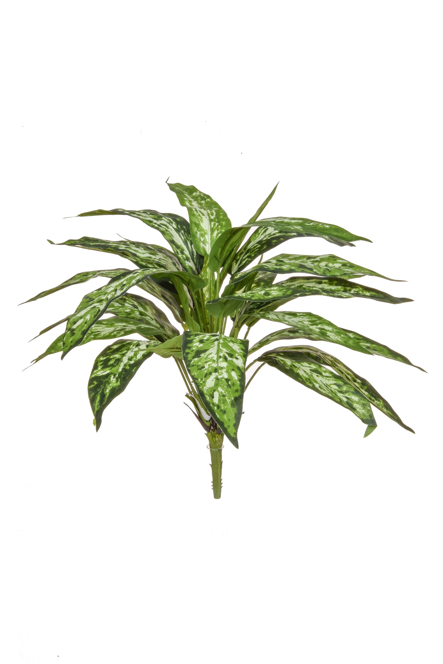 Aglaonema, Variegated - 85cm by Foliages | Souqify