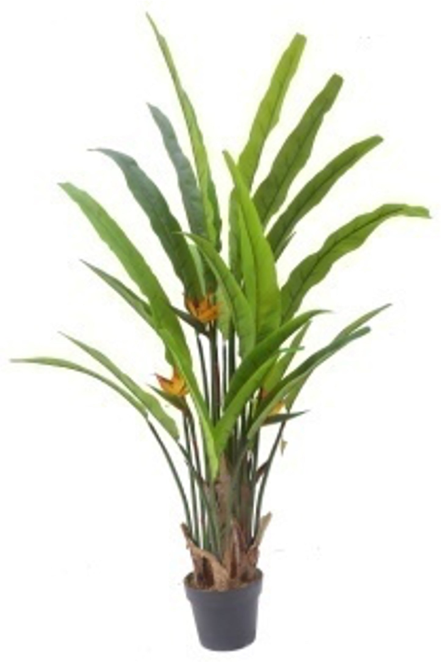Bird of Paradise - 160cm by Foliages | Souqify