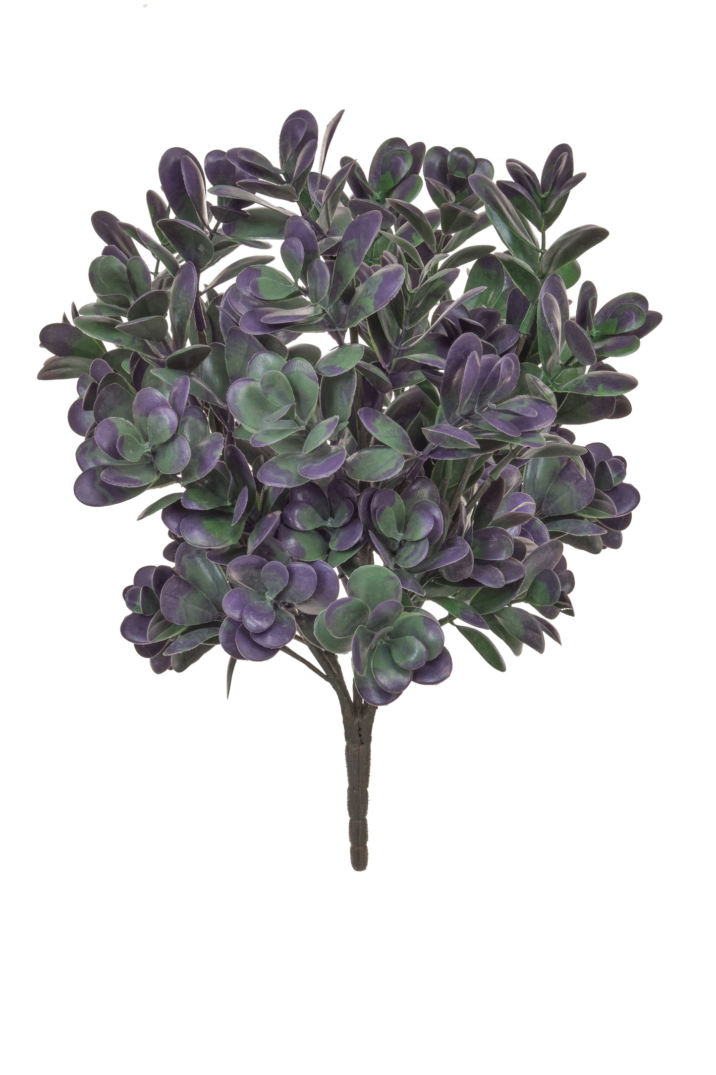 Boxwood, Green/Purple - 40cm by Foliages | Souqify