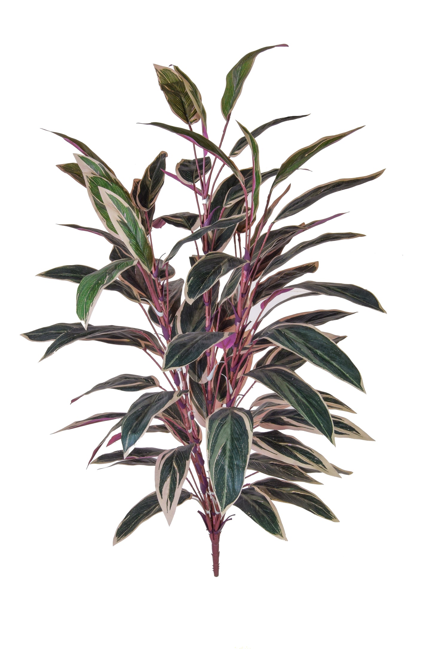 Caladium - 85cm by Foliages | Souqify