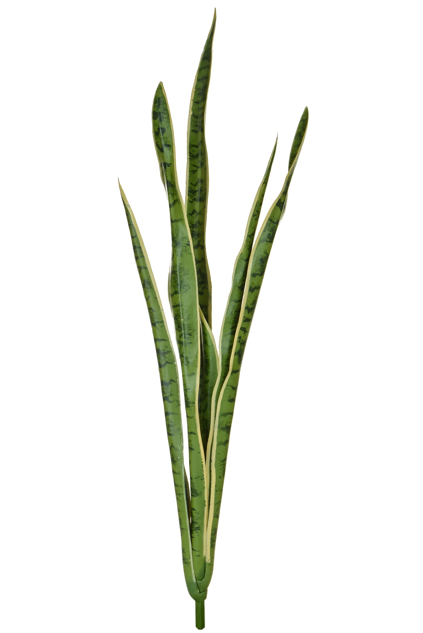Snake Plant, Variegated - 107cm by Foliages | Souqify