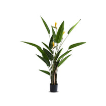 Potted plant with green leaves and yellow flowers on a white background