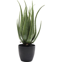 Potted aloe vera plant on a white background
