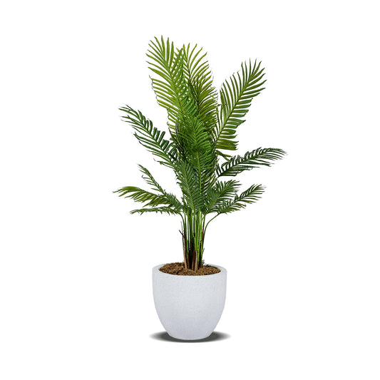 Potted palm plant on a white background