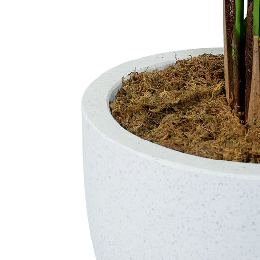 Close-up of a white textured planter with soil and a plant on a white background