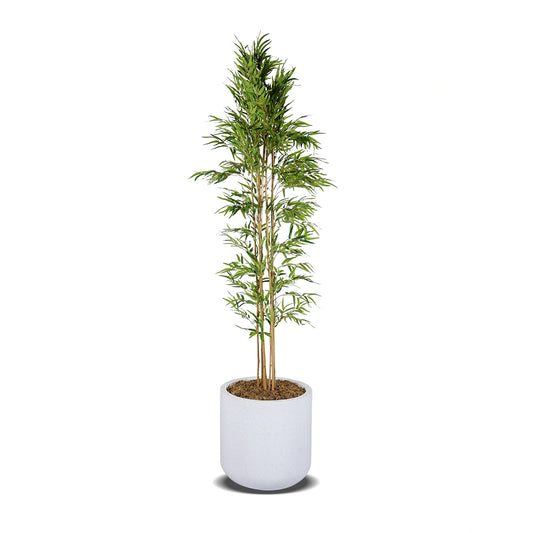 Potted bamboo plant on a white background