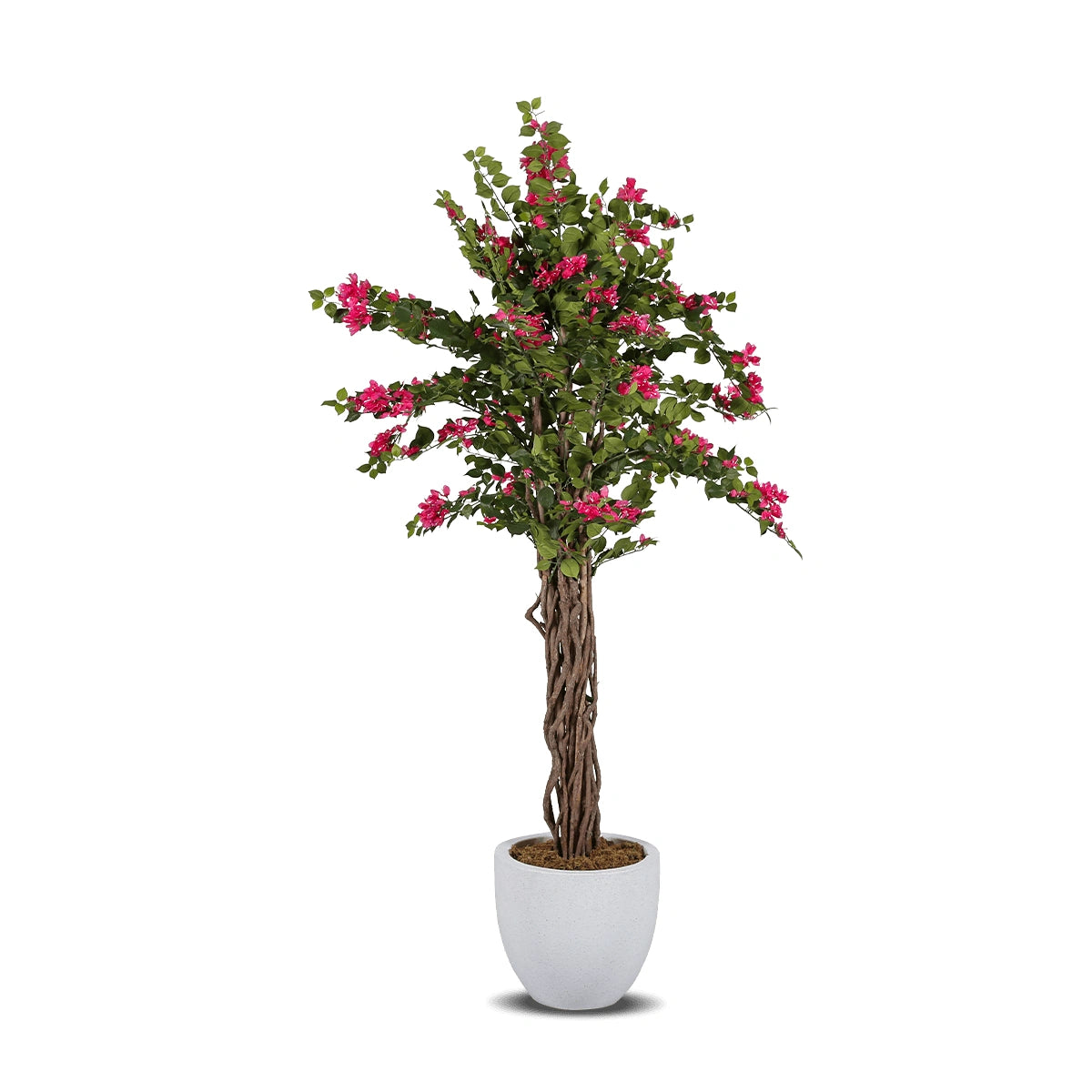 Potted plant with pink flowers on a white background