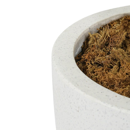 Close-up of a textured white planter with brown moss on a white background