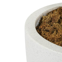 Close-up of a textured white planter with brown moss on a white background