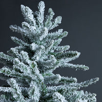 Frosted pine tree against a dark background