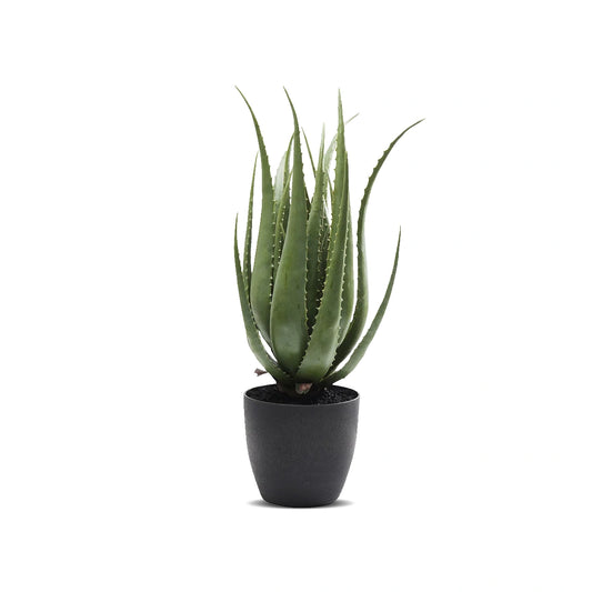 Potted aloe vera plant on a white background