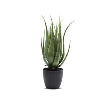 Potted aloe vera plant on a white background