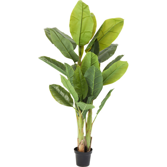 Potted plant with large green leaves on a white background