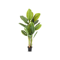 Potted plant with green leaves on a white background