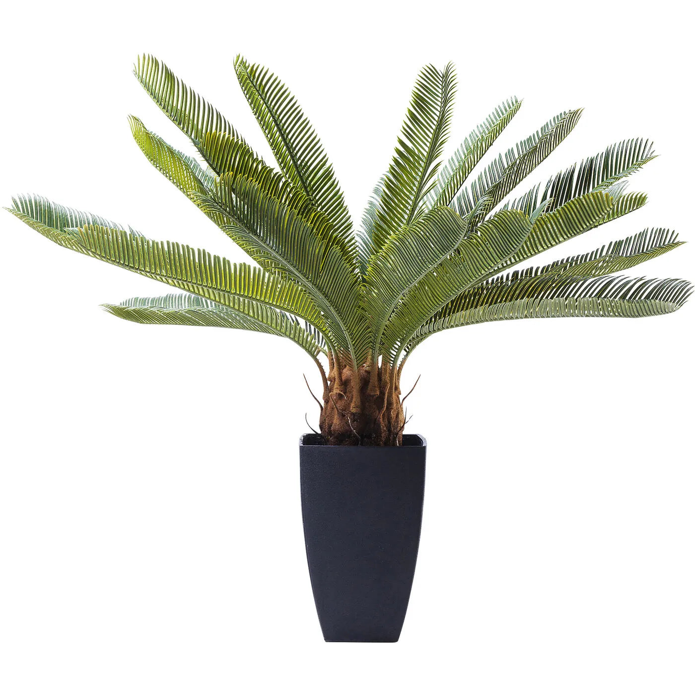 Potted plant with green leaves in a dark pot on a white background