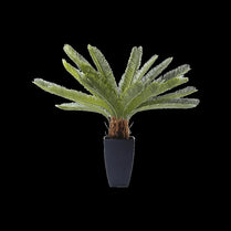 Potted plant with green leaves on a black background