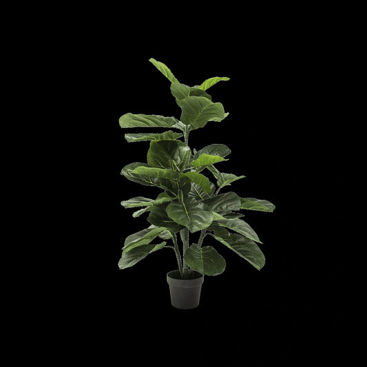 Potted plant with large green leaves on a black background