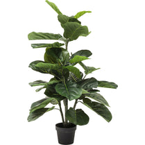 Potted fiddle leaf fig plant on a white background