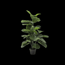 Potted plant with large green leaves on a black background