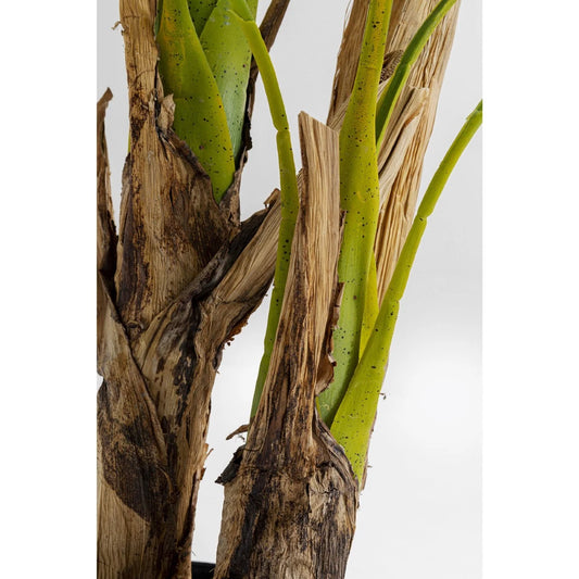 Close-up of a plant with green leaves and brown, textured stems on a white background