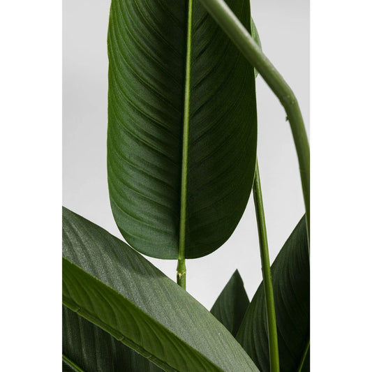 Close-up of green leaves on a white background