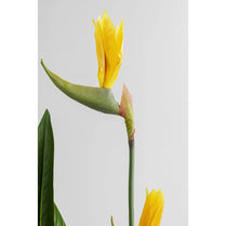 Yellow flower with green leaves on a light gray background