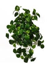 Hanging Pothos, Variegated