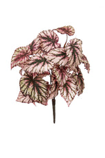 Rex Begonia