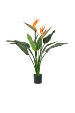 Flowering Bird of Paradise - 103cm