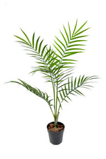 Areca Palm - 190cm