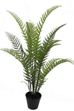 Woodwardia Bush - 120cm