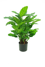 Calathea Roseopicta - 78cm