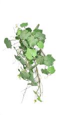 Grape Ivy Bush - 65cm