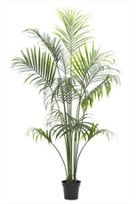 Kentia Palm - 227cm