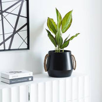 Potted plant on a white surface with a black and white abstract art piece in the background