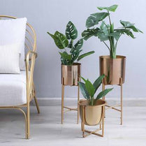 Three potted plants in gold stands on a light gray floor with a white chair in the background.