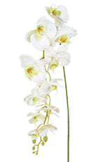 SF Orchid Phalaenopsis XJ LG Wh/Pk 130cm- TL1040