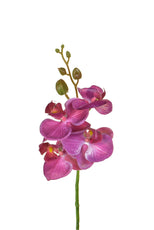 SF Orchid Phalaenopsis XJ Sm Dk/Pk 57cm- TL1048