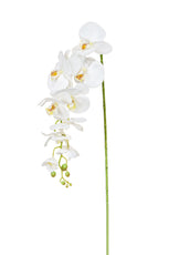 SF Orchid Phalaenopsis XJ Med Wh 98cm- TL1128