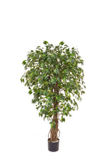 Ficus Liana - 150cm