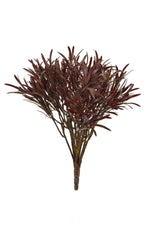 Podocarpus, Brown - 30cm