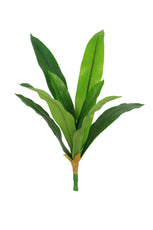 Bird Nest Fern - 50cm