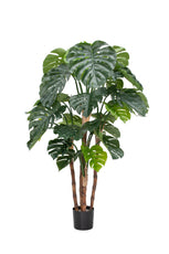 Monstera - 165cm