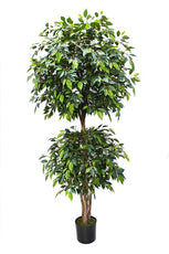 Mini Ficus Tree - 185cm