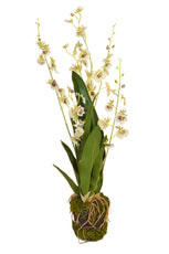 PP Soil Orchid Dancing K Wht 55cm- TL7070