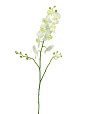 SF Orchid B Phalaenopsis K P-White 98cm x3- TL7213