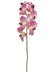 SF Orchid Phalaenopsis K Wht/Pur 97cm- TL7219