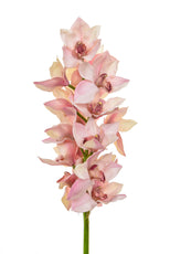 SF Orchid Cymbidium Large IA Pink 102cm- TL7501