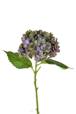 SF Hydrangea Small Antique Green 52cm- TL9432